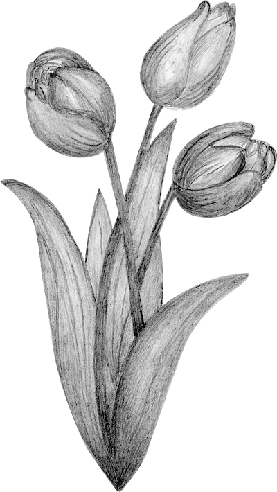 Logo operatie Black Tulip